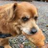 Balu